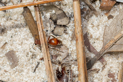 Dasymutilla arenerronea