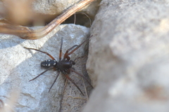 Nurscia albomaculata