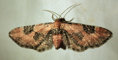 Eupithécie de Guenée (L')