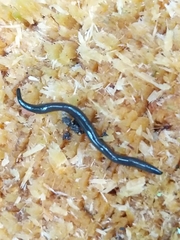 Microplana terrestris