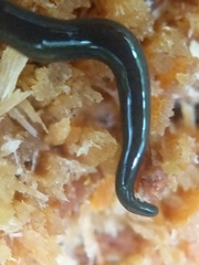 Microplana terrestris