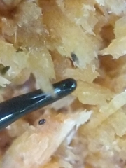 Microplana terrestris