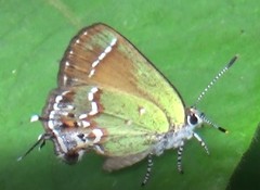 Callophrys gryneus