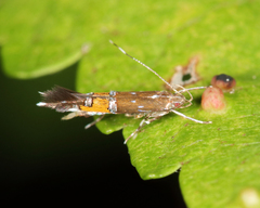 Cosmopterix gemmiferella