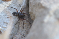 Nurscia albomaculata