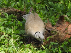 Streptopelia decaocto