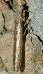 Perlamantis alliberti