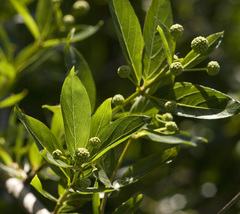Cephalanthus glabratus