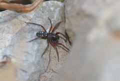 Nurscia albomaculata