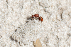 Dasymutilla arenerronea