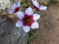 Leucocoryne purpurea