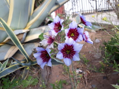 Leucocoryne purpurea