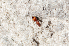 Dasymutilla arenerronea