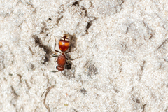 Dasymutilla arenerronea