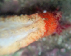 Lissothuria nutriens