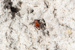 Dasymutilla arenerronea