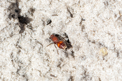 Dasymutilla arenerronea