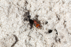 Dasymutilla arenerronea