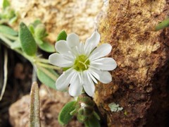 Drymaria arenarioides