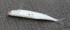 Atherinops affinis
