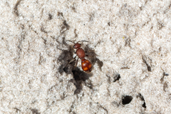 Dasymutilla arenerronea