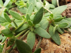 Drymaria arenarioides