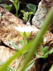 Drymaria arenarioides