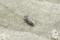 Laphystia