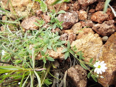 Drymaria arenarioides