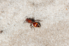 Dasymutilla arenerronea