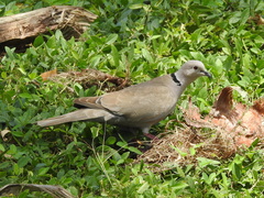 Streptopelia decaocto