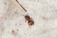 Dasymutilla arenerronea