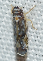 Osbornellus horvathi