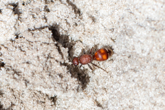 Dasymutilla arenerronea