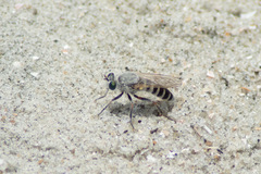 Laphystia