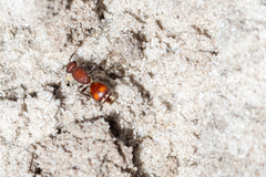 Dasymutilla arenerronea