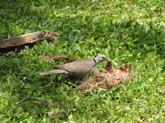Streptopelia decaocto