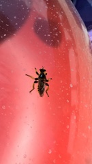 Pogonosoma maroccanum