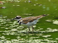 Charadrius vociferus
