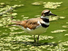 Charadrius vociferus