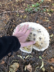 Amanita strobiliformis
