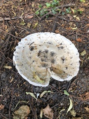 Amanita strobiliformis