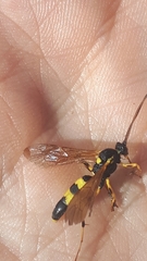 Amblyteles armatorius