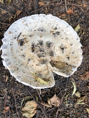 Amanita strobiliformis