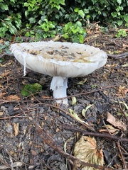 Amanita strobiliformis