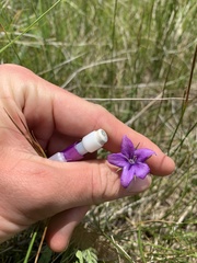 Campanula parryi