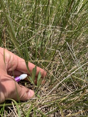 Campanula parryi