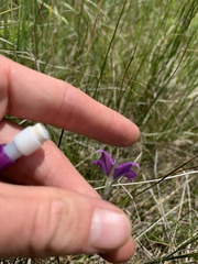 Campanula parryi