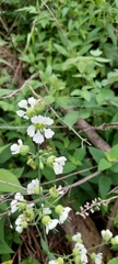 Silene stellata