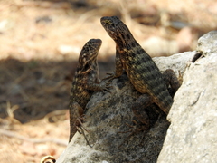 Leiocephalus carinatus